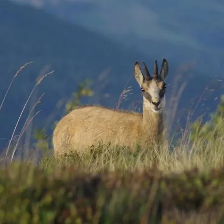 Camping Du Parc De La Fecht *
